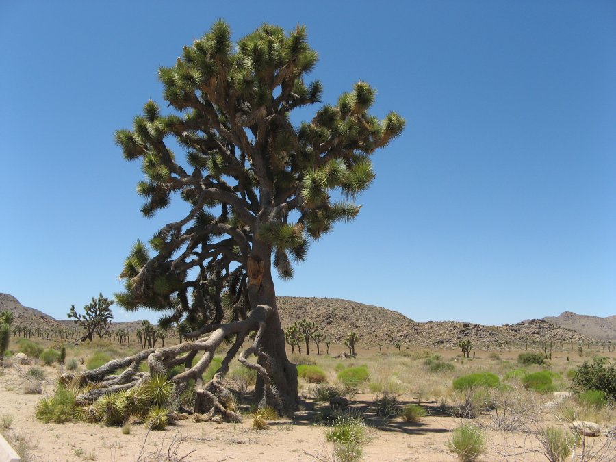 usa086