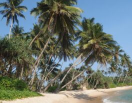 SRÍ LANKA (Cejlon) minibusem, polopenze