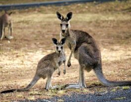 Velká cesta AUSTRÁLIÍ (Melbourne, Canberra, Sydney, Brisbane, Cairns, Ayers Rock, O. Road)