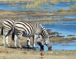 JIŽNÍ AFRIKOU I (JAR – Botswana – Zimbabwe – Zambie – Svazijsko)