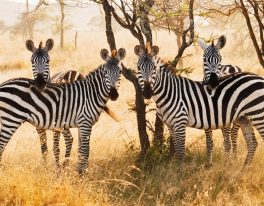 JIŽNÍ AFRIKOU – JAR, Botswana, Zimbabwe, Zambie, Svazijsko