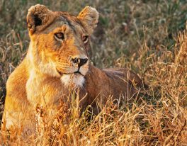 TANZÁNIE (velký okruh, 6denní safari – Manyara, Ngorongoro, Serengeti + Zanzibar)