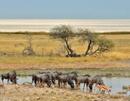 NAMIBIE – diamant černé Afriky