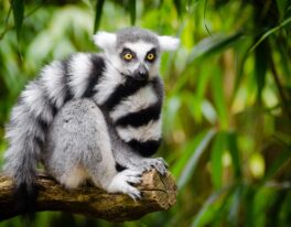 Národní parky MADAGASKARU