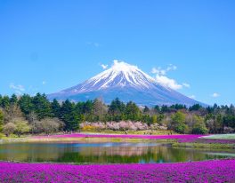 Májové rozkvetlé JAPONSKO